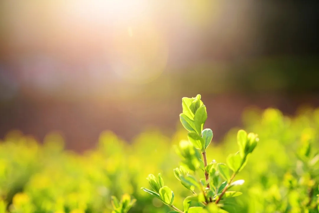 与野生动物一起拥抱春天5